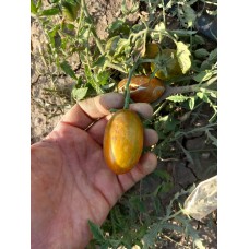 Bradis atomic (sarı kaplan domatesi)