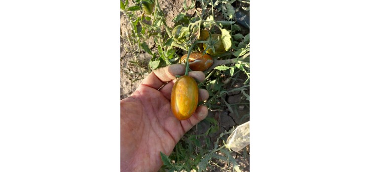 Bradis atomic (sarı kaplan domatesi)