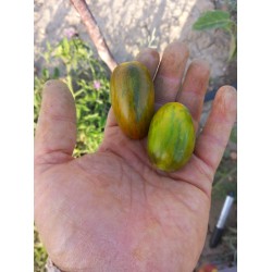 Bradis atomic (sarı kaplan domatesi)