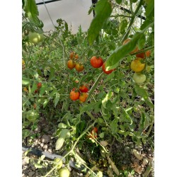 Asma kırmızı sırık salkım domates