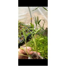 Kan kırmızı salkım çeri domates fidesi