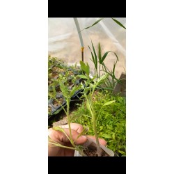 İri deşti domates fidesi