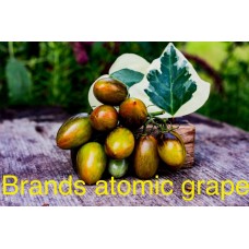 Brands atomic grape cherry domates