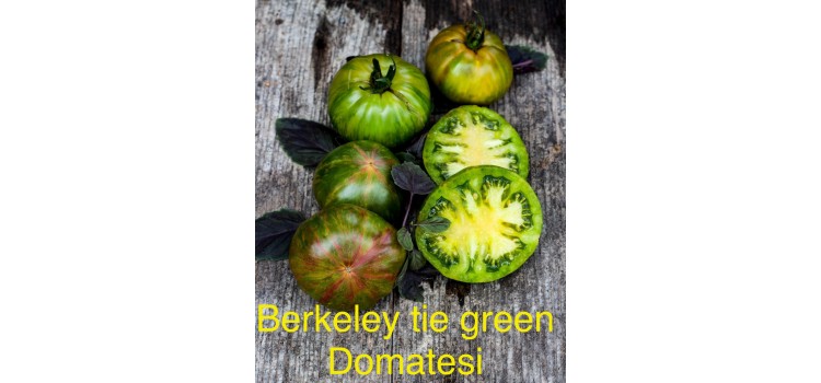 Berkeley tie green domatesi 