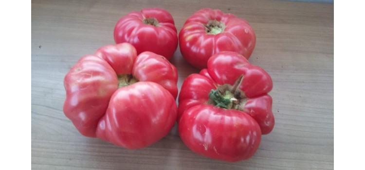 Çok iri pembe köy domatesi fidesi 3 adet tüplü fide